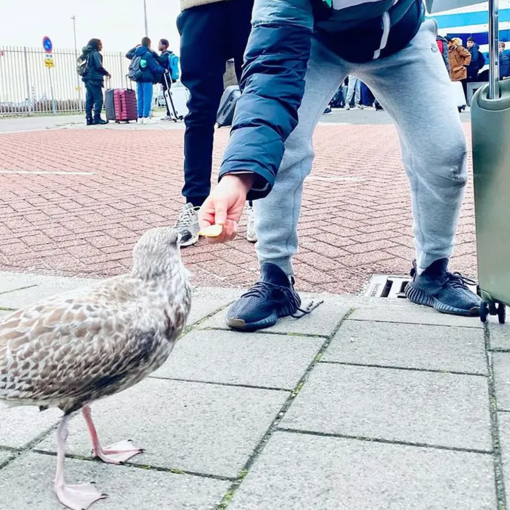 Jonge meeuw voeren op Texel - HAVO / VWO - Pieter Nieuwland College Amsterdam Oost
